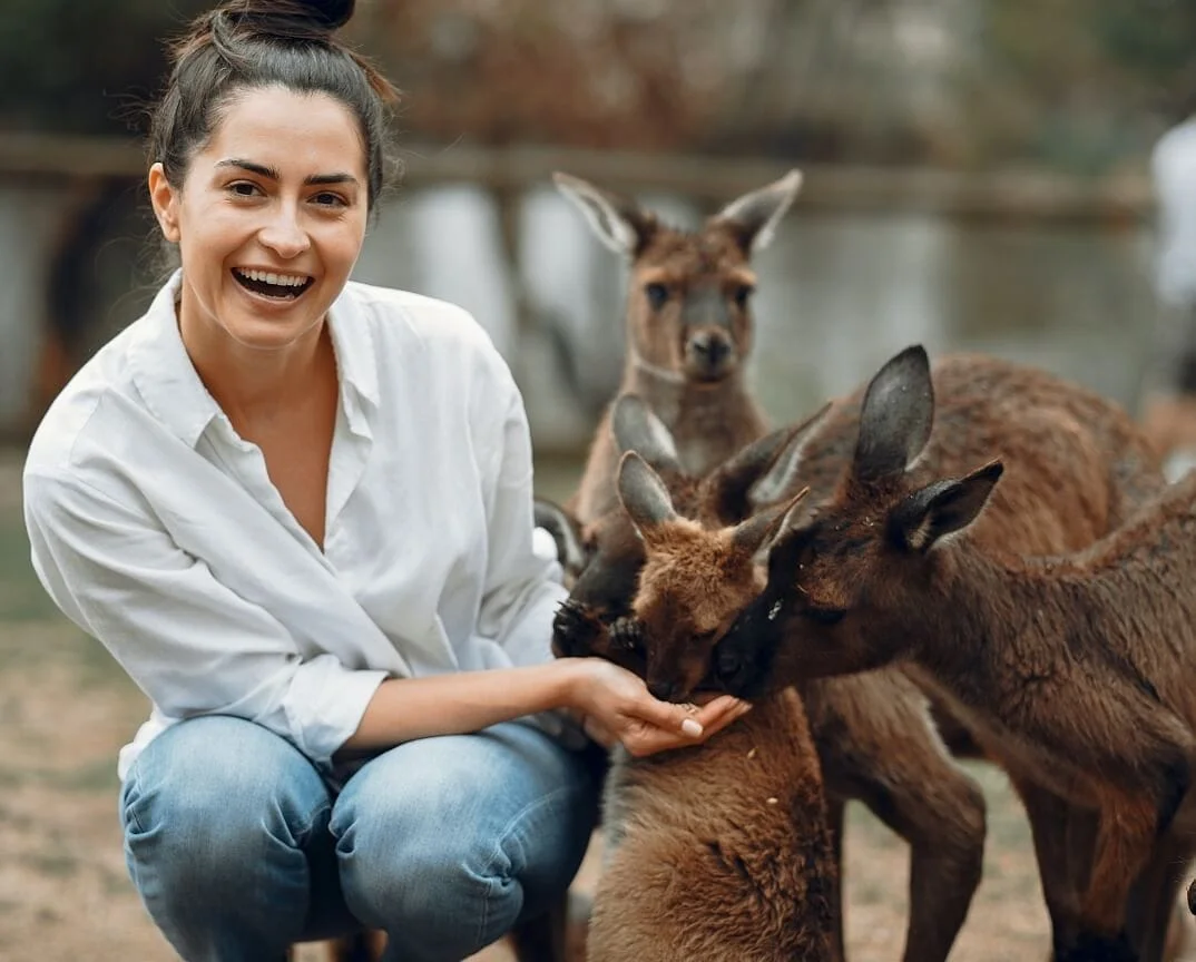 A woman feeding kangaroos in a zoo.